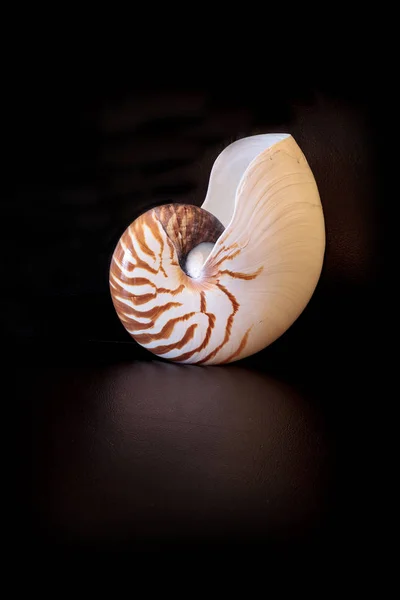 Chambered Nautilus seashell Nautilus pompilius pompilius — Stockfoto