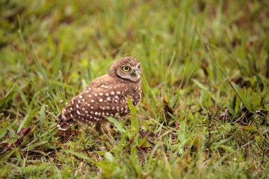 Marco Island, Florida üzerinde onun yuva dışında yetişkin oyuk baykuşu Athene cunicularia tünemiş