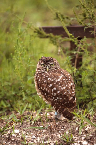 Adult Burrowing Owl Athene Cunicularia Perched Its Burrow Marco Island — Stock Photo, Image