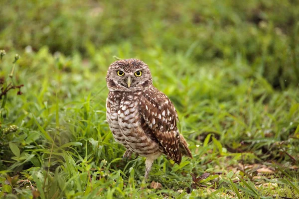 Adulto Burrowing Coruja Athene Cunicularia Empoleirado Fora Sua Toca Marco — Fotografia de Stock