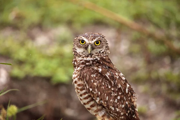 Felnőtt Üregi Bagoly Athene Cunicularia Ült Kívül Marco Island Florida — Stock Fotó