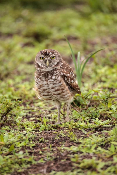 Volwassen Gravende Uil Athene Cunicularia Zat Buiten Haar Hol Marco — Stockfoto