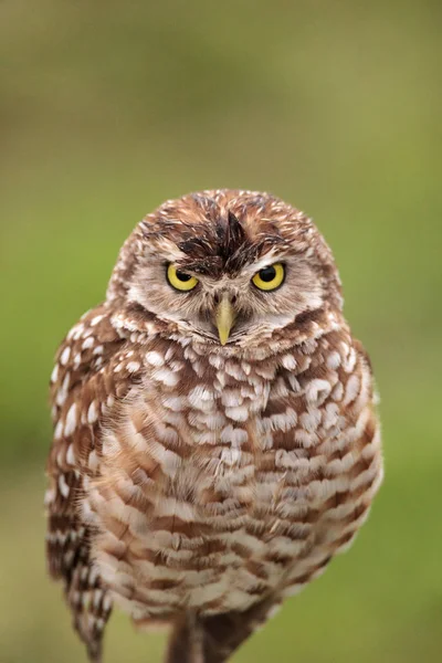 Adult Burrowing Owl Athene Cunicularia Perched Its Burrow Marco Island — Stock Photo, Image