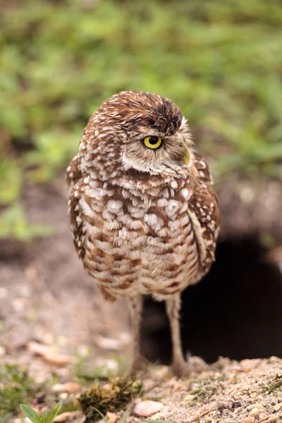 Adulto Burrowing Coruja Athene Cunicularia Empoleirado Fora Sua Toca Marco — Fotografia de Stock