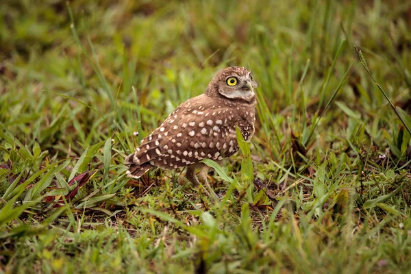 Adulto Burrowing Coruja Athene Cunicularia Empoleirado Fora Sua Toca Marco — Fotografia de Stock