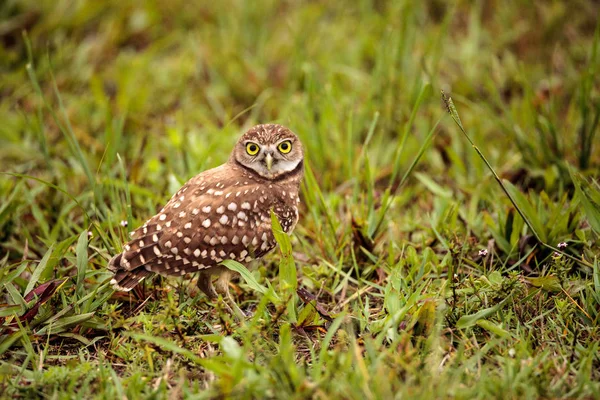 Adult Burrowing Owl Athene Cunicularia Perched Its Burrow Marco Island — Stock Photo, Image