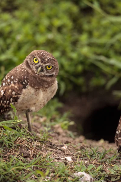 Volwassen Gravende Uil Athene Cunicularia Zat Buiten Haar Hol Marco — Stockfoto