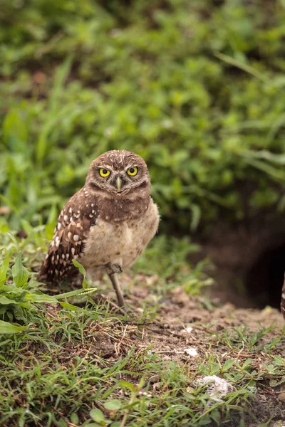 Adulto Burrowing Coruja Athene Cunicularia Empoleirado Fora Sua Toca Marco — Fotografia de Stock