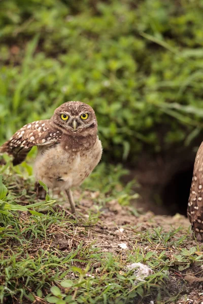 올빼미 아테나 Cunicularia Marco 다에는 — 스톡 사진