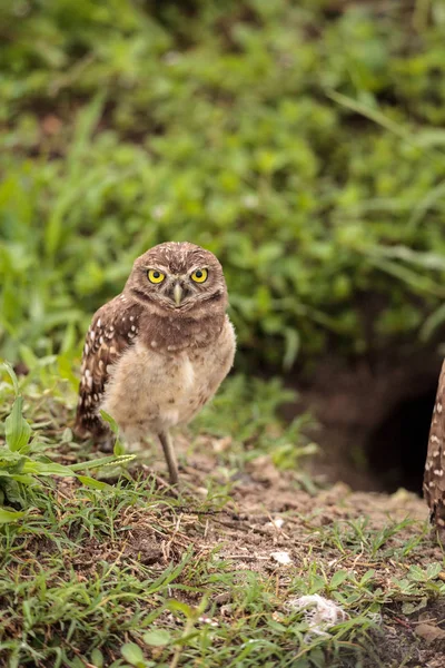 올빼미 아테나 Cunicularia Marco 다에는 — 스톡 사진