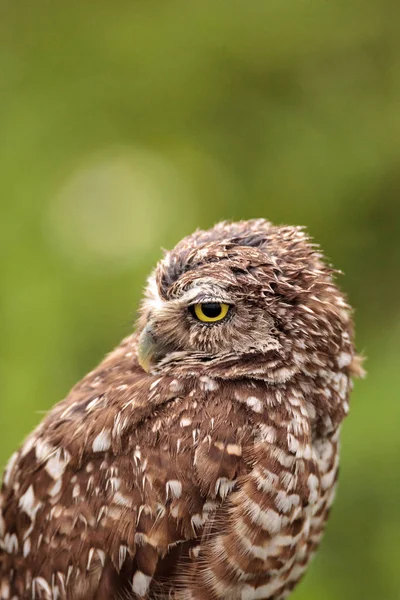 Búho Madriguero Adulto Athene Cunicularia Encaramado Fuera Madriguera Marco Island — Foto de Stock