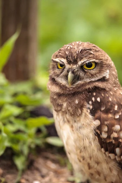 Adulto Burrowing Coruja Athene Cunicularia Empoleirado Fora Sua Toca Marco — Fotografia de Stock