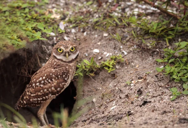 Baby Burrowing Owl Athene Cunicularia Perched Its Burrow Marco Island — Stock Photo, Image