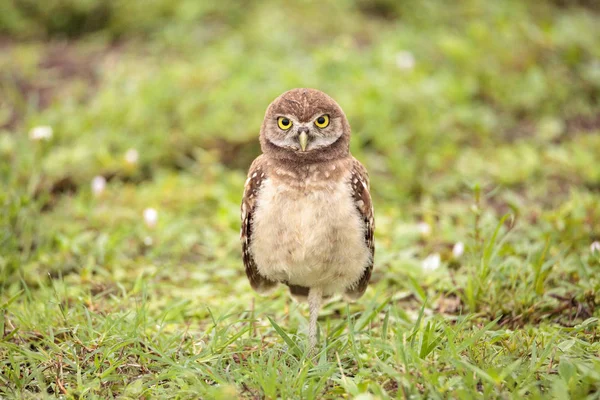 Baby Burrowing Owl Athene Cunicularia Perched Its Burrow Marco Island — Stock Photo, Image