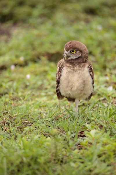 Baby Burrowing Owl Athene Cunicularia Encaramado Fuera Madriguera Marco Island — Foto de Stock