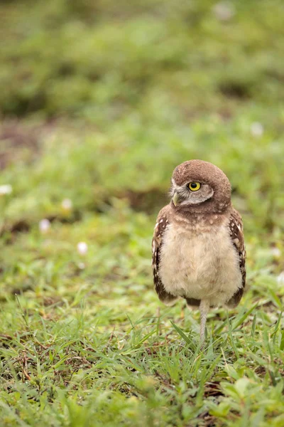 Baby Burrowing Owl Athene Cunicularia Encaramado Fuera Madriguera Marco Island —  Fotos de Stock