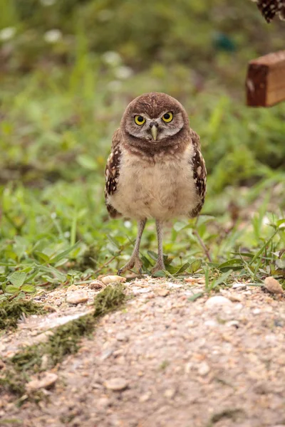 Baby Burrowing Owl Athene Cunicularia Empoleirado Fora Sua Toca Marco — Fotografia de Stock