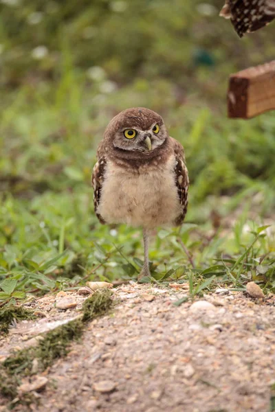 Baby Burrowing Owl Athene Cunicularia Empoleirado Fora Sua Toca Marco — Fotografia de Stock