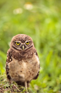 Marco Island, Florida üzerinde onun yuva dışında bebek oyuk baykuşu Athene cunicularia tünemiş