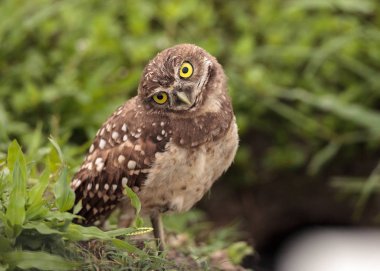 Komik baykuş Athene cunicularia Burrowing kafasını onun yuva Marco Island, Florida üzerinde dışında tilts