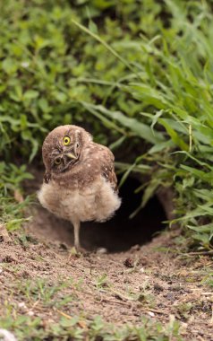 Komik baykuş Athene cunicularia Burrowing kafasını onun yuva Marco Island, Florida üzerinde dışında tilts