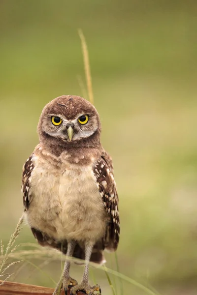 Baby Erdkauz Athene Cunicularia Thront Außerhalb Seiner Höhle Auf Der — Stockfoto