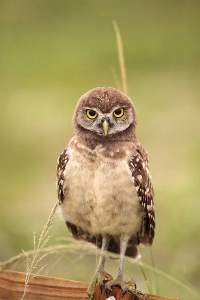 Baby Erdkauz Athene Cunicularia Thront Außerhalb Seiner Höhle Auf Der — Stockfoto