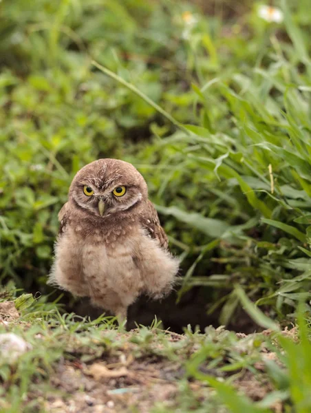 Baby Burrowing Owl Athene Cunicularia Perched Its Burrow Marco Island — Stock Photo, Image