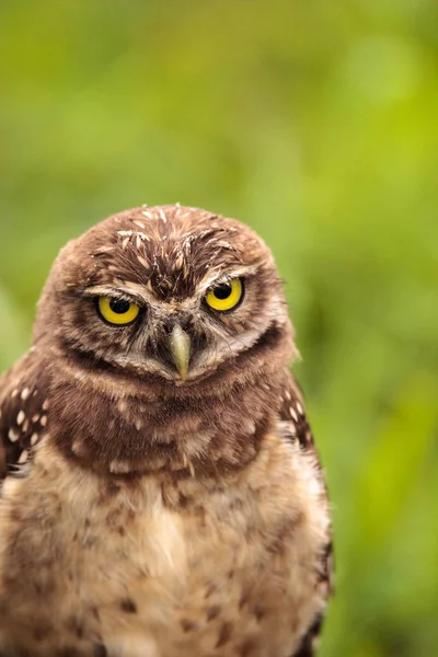 Baby Burrowing Owl Athene Cunicularia Empoleirado Fora Sua Toca Marco — Fotografia de Stock