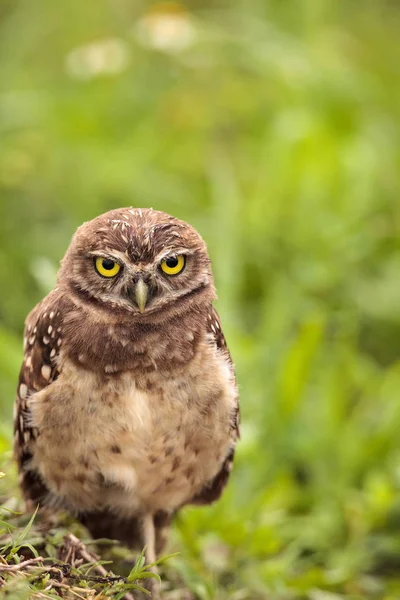 Baby Burrowing Owl Athene Cunicularia Encaramado Fuera Madriguera Marco Island — Foto de Stock