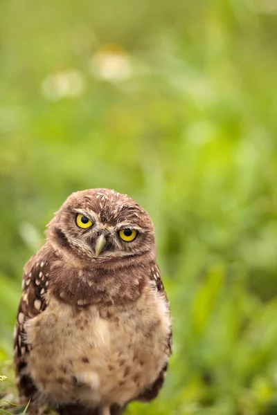 Baby Burrowing Owl Athene Cunicularia Empoleirado Fora Sua Toca Marco — Fotografia de Stock