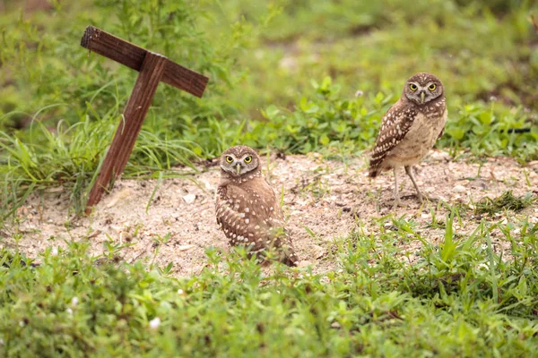 Familia Con Lechuzas Enterradoras Atenea Cunicularia Encaramado Fuera Una Madriguera — Foto de Stock