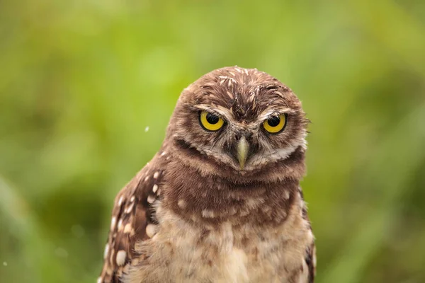Baby Burrowing Owl Athene Cunicularia Perched Its Burrow Marco Island — Stock Photo, Image