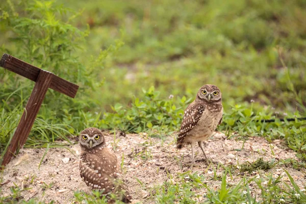 Сім Baby Норн Сови Афіни Cunicularia Сиділи Межами Нору Марко — стокове фото