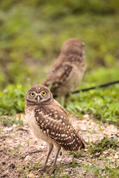 Família Com Corujas Burrowing Bebê Athene Cunicularia Empoleirado Fora Uma — Fotografia de Stock