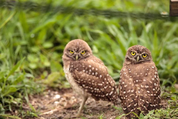 Family Baby Burrowing Owls Athene Cunicularia Perched Burrow Marco Island — Stock Photo, Image