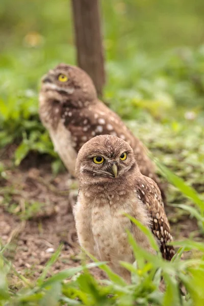 マルコ島 フロリダ州で巣穴の外に腰掛け赤ちゃんが掘り進むフクロウ アテネ Cunicularia と家族 — ストック写真