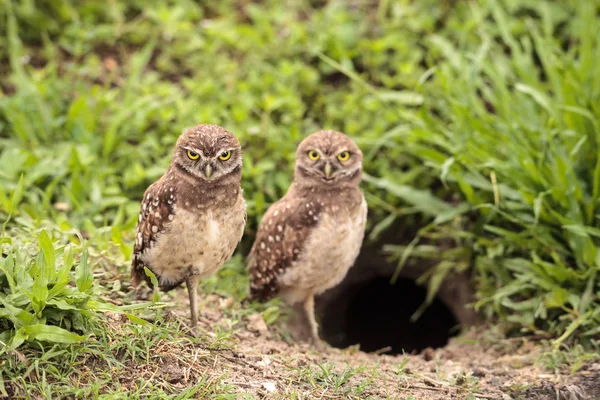 Familie Mit Eulenbaby Athene Cunicularia Hockt Außerhalb Einer Höhle Auf — Stockfoto