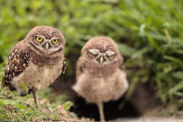 Gezin Met Baby Gravende Uilen Athene Cunicularia Zat Buiten Een — Stockfoto