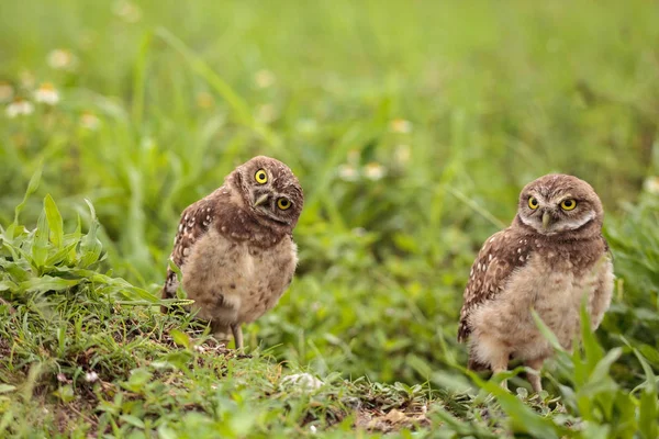 Family Baby Burrowing Owls Athene Cunicularia Perched Burrow Marco Island — Stock Photo, Image