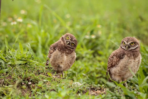 Familie Mit Eulenbaby Athene Cunicularia Hockt Außerhalb Einer Höhle Auf — Stockfoto