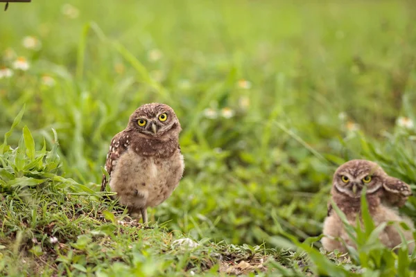 Familie Mit Eulenbaby Athene Cunicularia Hockt Außerhalb Einer Höhle Auf — Stockfoto