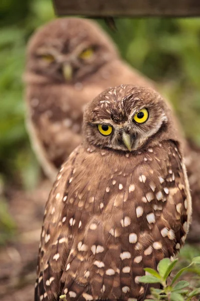 Familj Med Baby Grävande Ugglor Athene Cunicularia Uppflugen Utanför Jordhåla — Stockfoto