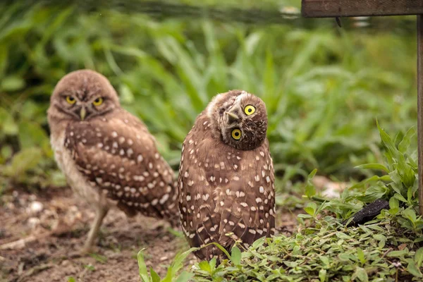 Zabawny Burrowing Owl Athene Pierwomrówka Przechyla Głowę Poza Jego Nory — Zdjęcie stockowe