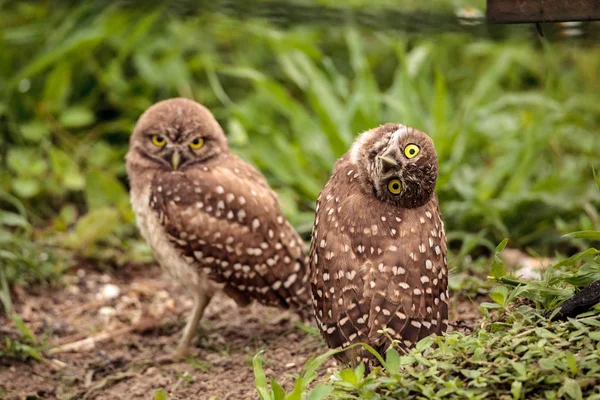 Rolig Burrowing Owl Athene Cunicularia Lutar Huvudet Utanför Sin Håla — Stockfoto