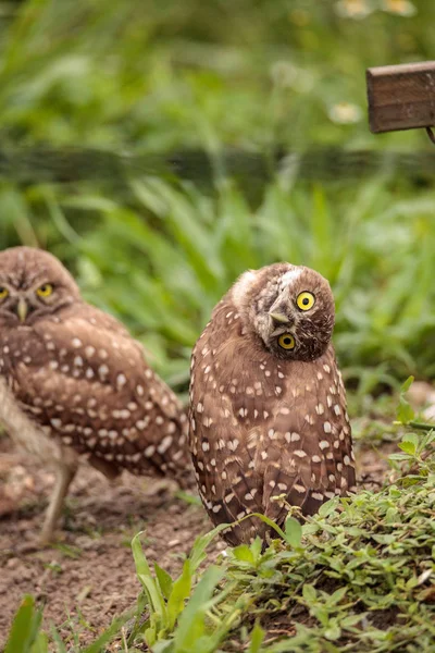Rolig Burrowing Owl Athene Cunicularia Lutar Huvudet Utanför Sin Håla — Stockfoto