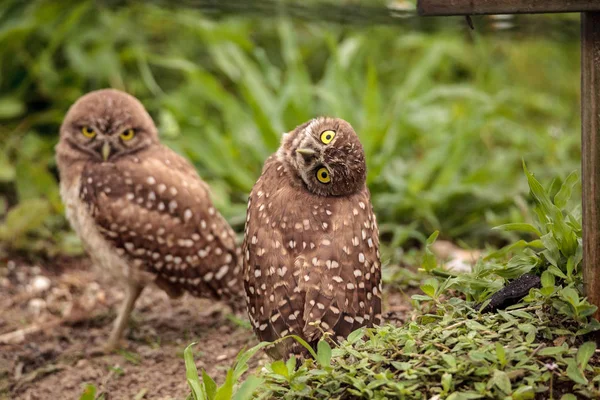 Funny Burrowing Owl Athene Cunicularia Inclina Cabeza Fuera Madriguera Marco — Foto de Stock