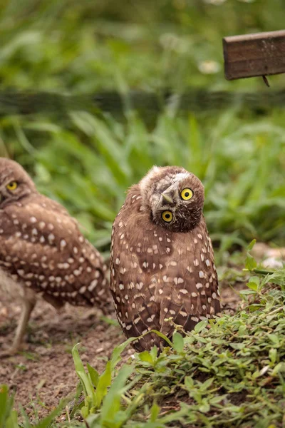 Funny Burrowing Owl Athene Cunicularia Inclina Cabeza Fuera Madriguera Marco —  Fotos de Stock