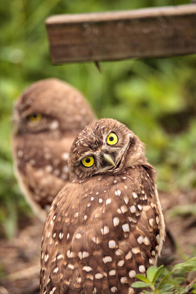 Funny Burrowing owl Athene cunicularia tilts its head outside its burrow on Marco Island, Florida