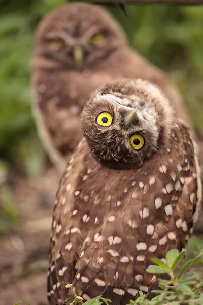 Funny Burrowing owl Athene cunicularia tilts its head outside its burrow on Marco Island, Florida